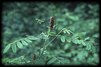 False indigo (Amorpha fruticosa)