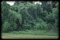 Liana community - grove vine (Vitis sylvestris)