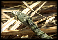 Natrix tesselata - a grass snake