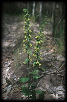 Talls' helleborine (Epipactis tallosii), a rare orchid of flood plain forests 