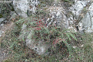 Cotoneaster horizontalis Decaisne - Kerti madrbirs