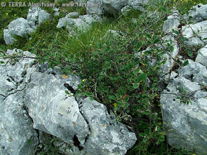 Cotoneaster integerrimus Medic. - Piros madrbirs