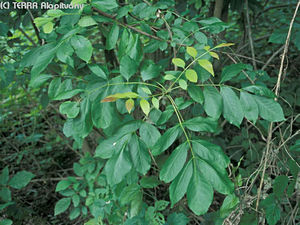 Fraxinus angustifolia Vahl subsp. pannonica So et Simon - Magyar kris