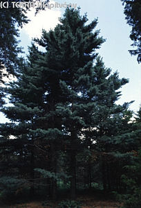 Pinus strobus L. - Simafeny