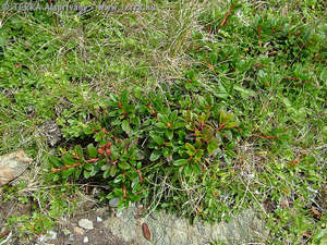 Rhododendron myrtifolium Schott et Kotsch - Erdlyi havasszpe