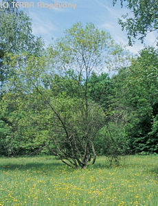 Salix pentandra L. - Babrfz