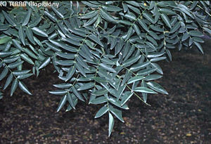 Sophora japonica L. - Japnakc