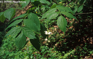 Staphylea pinnata L. - Mogyors hlyagfa