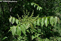 Ailanthus altissima (Mill.) Swingle - Blvnyfa