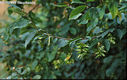 Carpinus betulus L. - Kznsges gyertyn