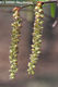 Carpinus betulus L. - Kznsges gyertyn