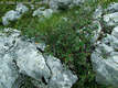 Cotoneaster integerrimus Medic. - Piros madrbirs