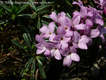 Daphne arbuscula elak - Murnyi boroszln
