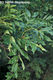 Fraxinus excelsior L. - Magas kris
