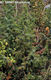 Juniperus communis L. - Kznsges borka
