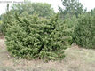 Juniperus communis L. - Kznsges borka