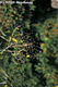 Ligustrum vulgare L. - Kznsges fagyal