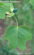 Liriodendron tulipifera L. - Tulipnfa