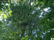 Loranthus europaeus  Jacq. - Srgafagyngy