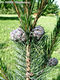 Pinus cembra L. - Cirbolyafeny