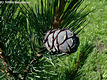 Pinus cembra L. - Cirbolyafeny