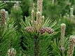 Pinus mugo Turra - Trpefeny