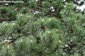 Pinus nigra Arnold - Fekete feny