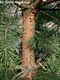 Pinus sylvestris L. - Erdei feny