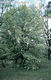 Prunus padus L. - Mjusfa