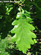 Quercus petraea (Mattuschka) Lieblein - Kocsnytalan tlgy