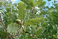 Quercus pubescens Willd. - Molyhos tlgy