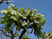 Quercus pubescens Willd. - Molyhos tlgy