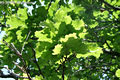 Quercus robur L. - Kocsnyos tlgy