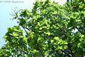 Quercus robur L. - Kocsnyos tlgy