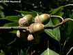 Quercus rubra L. - Vrs tlgy