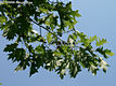 Quercus rubra L. - Vrs tlgy