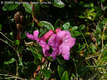Rhododendron myrtifolium Schott et Kotsch - Erdlyi havasszpe