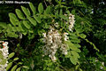 Robinia pseudo-acacia L. - Fehr akc