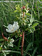Rosa spinosissima L. - Jajrzsa