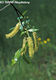 Salix pentandra L. - Babrfz