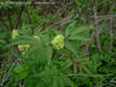 Sambucus racemosa L. - Frts bodza