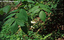 Staphylea pinnata L. - Mogyors hlyagfa