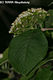 Viburnum lantana L. - Ostormnfa
