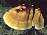 Stereum subtomentosum - Molyhos réteggomba